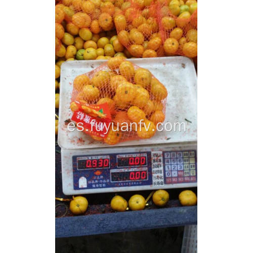 Mandarina bebé recién nacido de la ciudad de Nanfeng